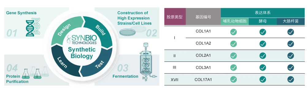 重組膠原蛋白—案例分享