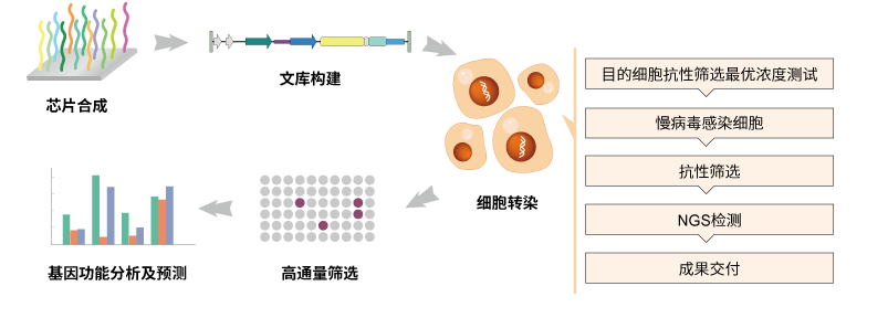 sgRNA文庫